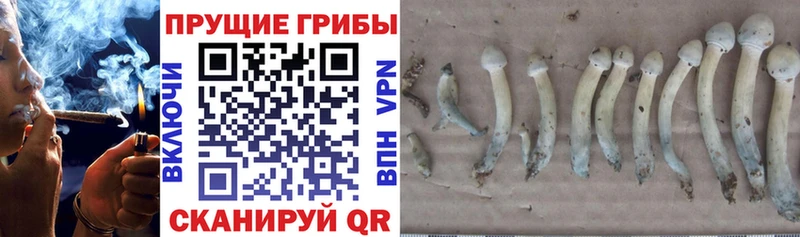 Галлюциногенные грибы MAGIC MUSHROOMS  как найти закладки  Кировград 